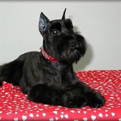 Bowser & Co Dog Groomers