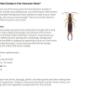 Earwigs Earwigs