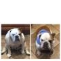 Daisy's before and after weight loss Daisy's before and after weight loss