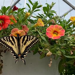 BMR Greenhouses & Water Gardens Ltd.