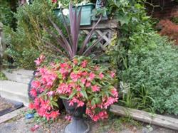 Anne Vanhoucke Country Garden Nursery