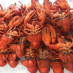 Cocagne Seafood (1995) Ltd.