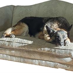 B & R Pet Supplies Limited