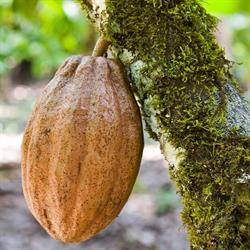 Rene Rey Chocolates Ltd.