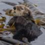 Sea Otter in Bull Kelp, SpringTide Whale Watching, Victoria BC Sea Otter in Bull Kelp, SpringTide Whale Watching, Victoria BC