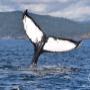 Humpback Whale Tail Flukes, SpringTide Whale Watching, Victoria BC Humpback Whale Tail Flukes, SpringTide Whale Watching, Victoria BC