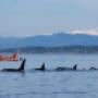 Zodiac with Killer Whale Pod, SpringTide Whale Watching, Victoria BC Zodiac with Killer Whale Pod, SpringTide Whale Watching, Victoria BC