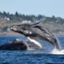 Duo of Humpbacks, SpringTide Whale Watching, Victoria BC Duo of Humpbacks, SpringTide Whale Watching, Victoria BC