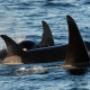 Resident Killer Whale Pod, SpringTide Whale Watching, Victoria BC Resident Killer Whale Pod, SpringTide Whale Watching, Victoria BC