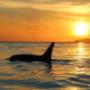 Killer Whale at Sunset, SpringTide Whale Watching, Victoria BC Killer Whale at Sunset, SpringTide Whale Watching, Victoria BC