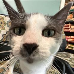 Uptown Pet Clinic