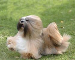 Classy Clipper Dog Grooming