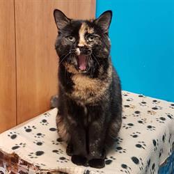 Clinique Veterinaire Feline Du Vieux-Longueuil