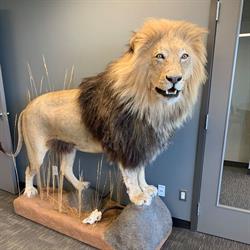 Taxidermy