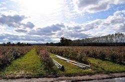 Andrews' Scenic Acres