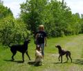 Professional Dog Training