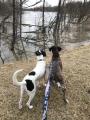 Home Style Dog Boarding