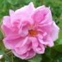 Eau florale Rose Eau florale Rose