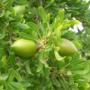 Huile argan bio Huile argan bio