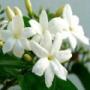 absolues pures jasmin, rose, ... absolues pures jasmin, rose, ...
