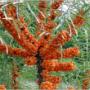 huile argousier pure huile argousier pure