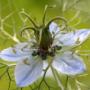huile nigelle bio huile nigelle bio