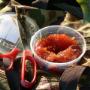Salted Salmon Roe Salted Salmon Roe
