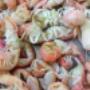 Chargé par visiteur le 2018-05-20 - Ghost Shrimp : (Lightly cured) This product can be shipped. Available now, direct from Rob's Baits and in stores very soon. Chargé par visiteur le 2018-05-20 - Ghost Shrimp : (Lightly cured) This product can be shipped. Available now, direct from Rob's Baits and in stores very soon.
