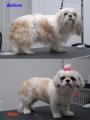 Dog Grooming