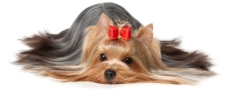 Bark Avenue Dog Grooming