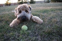 Springfield Kennels