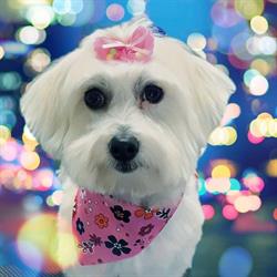 Danielle S Dog Grooming Studio