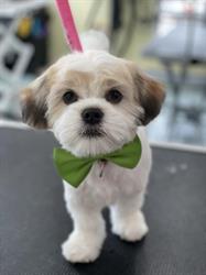 Beaute Canine Pierrefonds