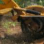 Stump Grinding and Removal Stump Grinding and Removal