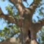 Tree Health Consultations and Reports Tree Health Consultations and Reports