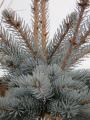 Picea Pungens (Colorado Blue Spruce)