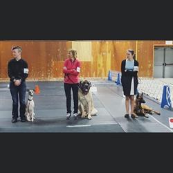 Companion Dog Trainers Ltd