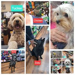 Pet Valu