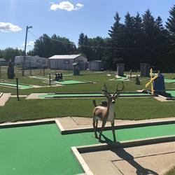 Gobbles Putt For Par