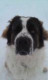Edson Pet Sitting & Dog Walking Service