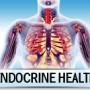 Endocrine Health Endocrine Health