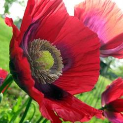 Royal Canadian Legion