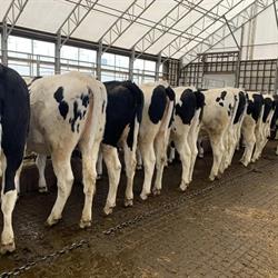 Sunrise Dairy Ltd