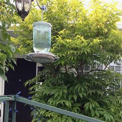 Hummingbird Manor B. & B.