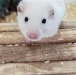 AJ Pets & Supplies in Rocky Mountain House