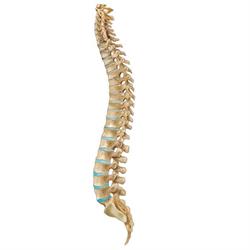 Chiropractic Health