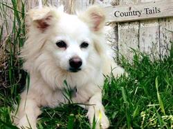 Country Tails Boarding Kennels Inc in Crossfield
