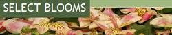 Select Blooms