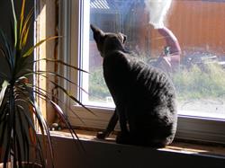 Sue's Pets-N Stuff