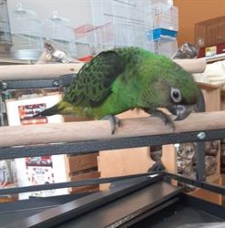 Animalerie Roufi